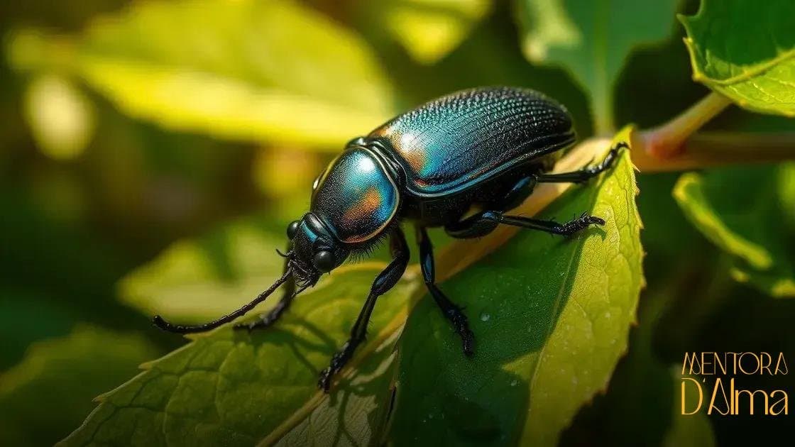 Significado de sonhar com besouro: descubra mensagens surpreendentes Significado de sonhar com besouro: descubra mensagens surpreendentes