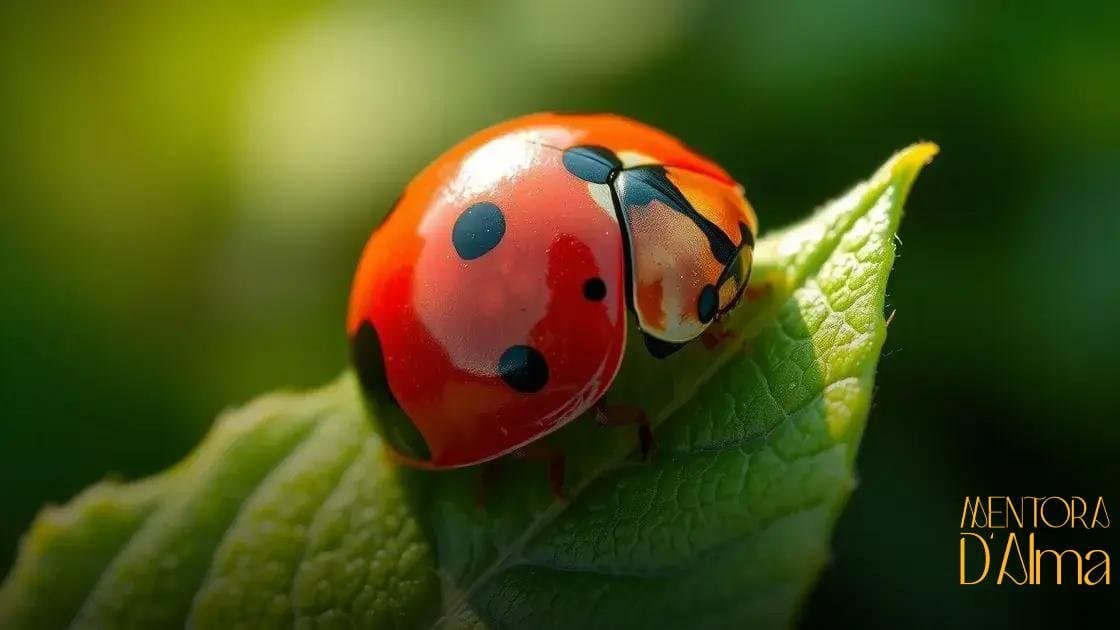 Significado de sonhar com joaninha: descubra as mensagens por trás desse sonho Significado de sonhar com joaninha: descubra as mensagens por trás desse sonho