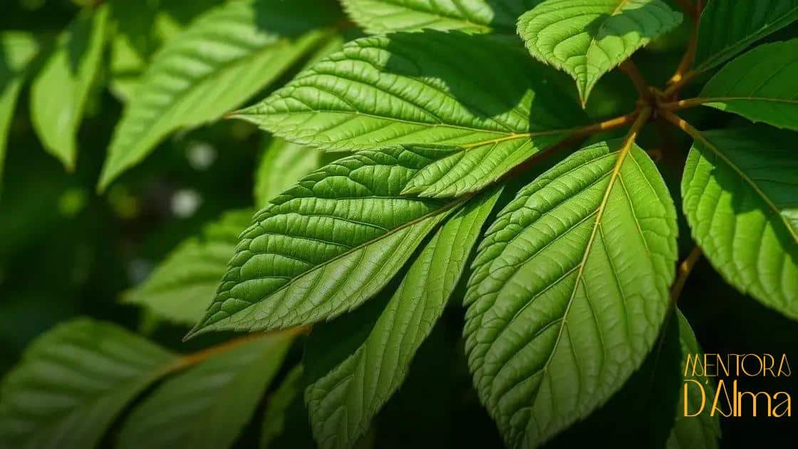 Significado da folha de Arruda na Espiritualidade – Seus beneffícios e proteções